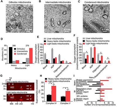 Condensed Mitochondria Assemble Into the Acrosomal Matrix During Spermiogenesis